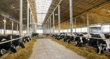 Postavte chlév pro krávy a býky vlastníma rukama